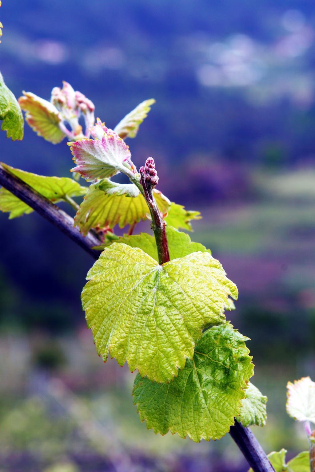 vinhos-verdes