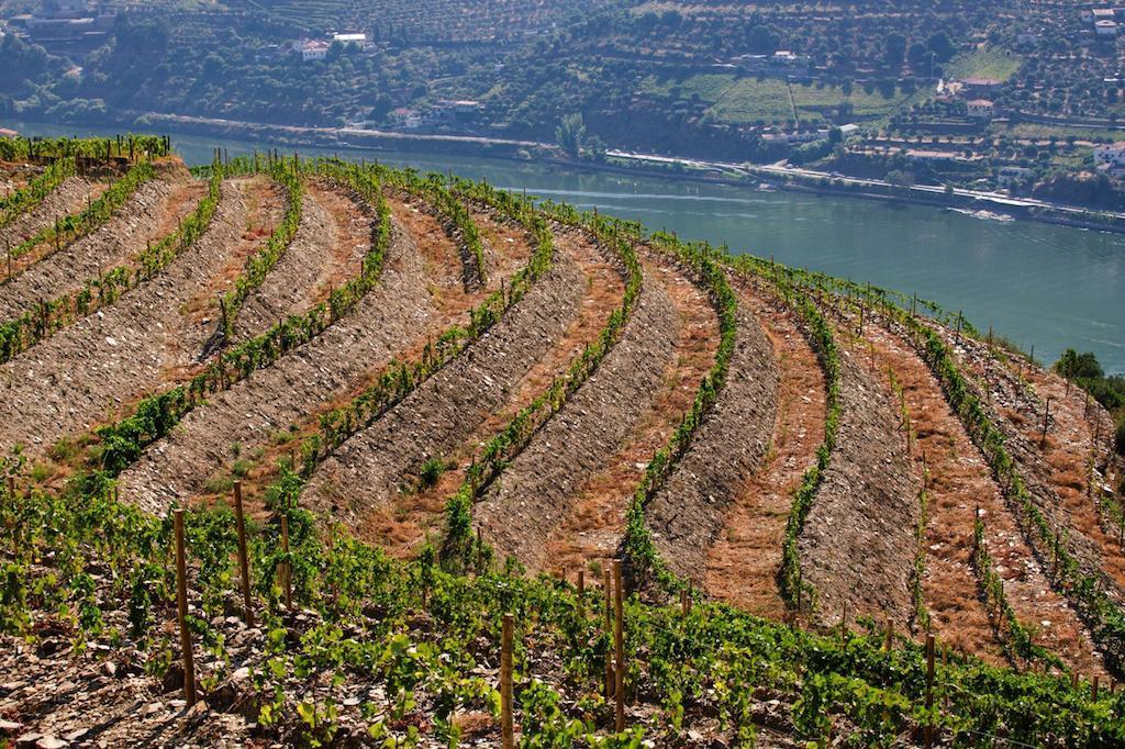 Quinta da Estrada, um dos Associados da Lavradores de Feitoria.