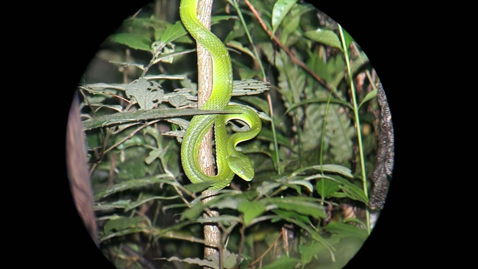 Esta serpente verde, que tem alguns centímetros, chega a estar vários dias assim até passar a presa seguinte.