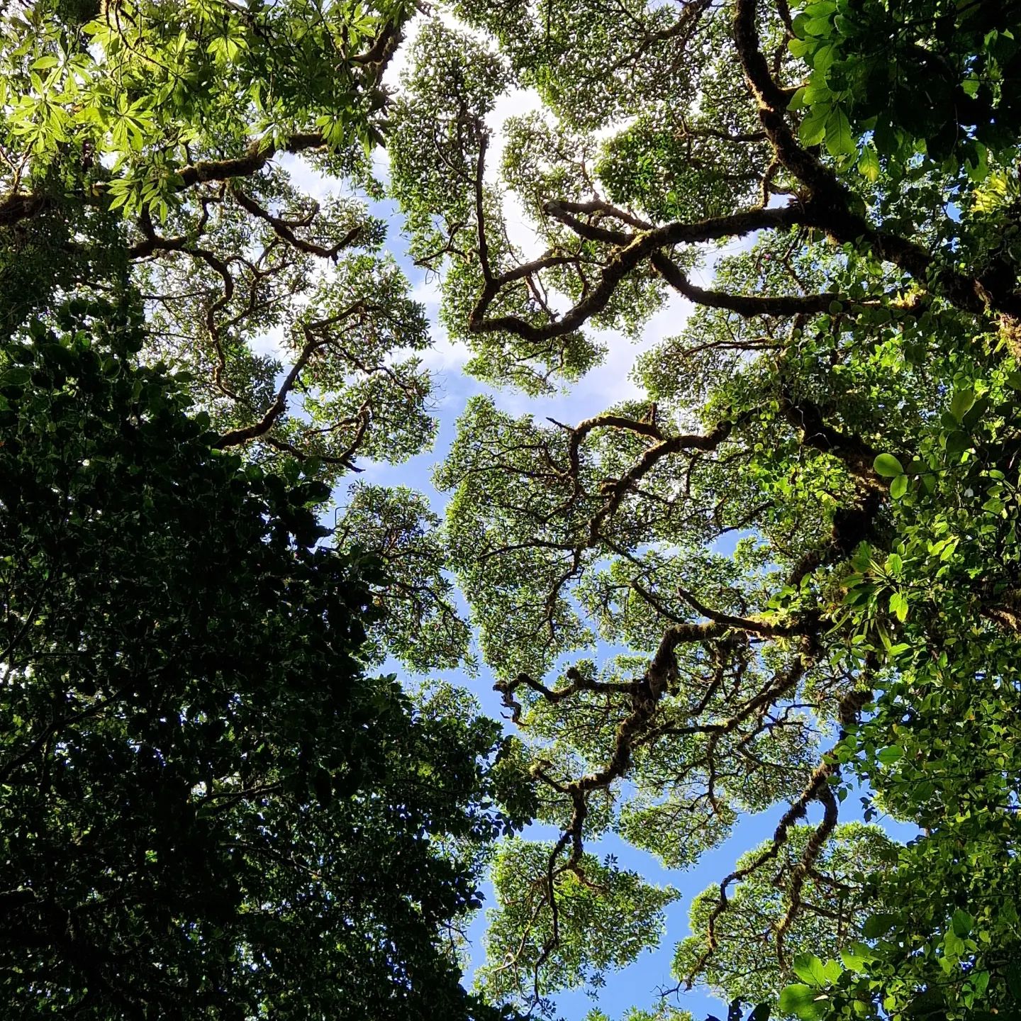 No trilho principal do bosque nebuloso de Monteverde as árvores quase que tocam o céu.